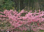 s-IMG_0976.jpg