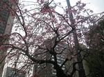 s-IMG_1201.jpg