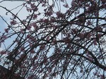 s-IMG_1202.jpg
