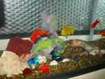 s-IMG_1288.jpg