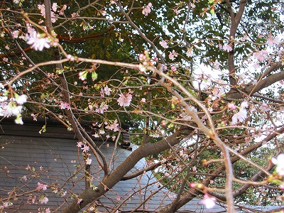 s-IMG_2732.jpg