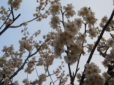 s-IMG_2951.jpg