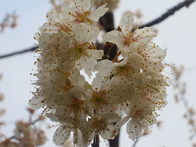 s-IMG_2954.jpg
